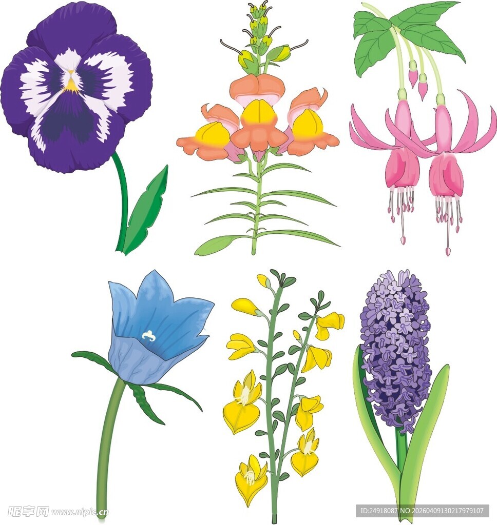 多彩花卉插画集合