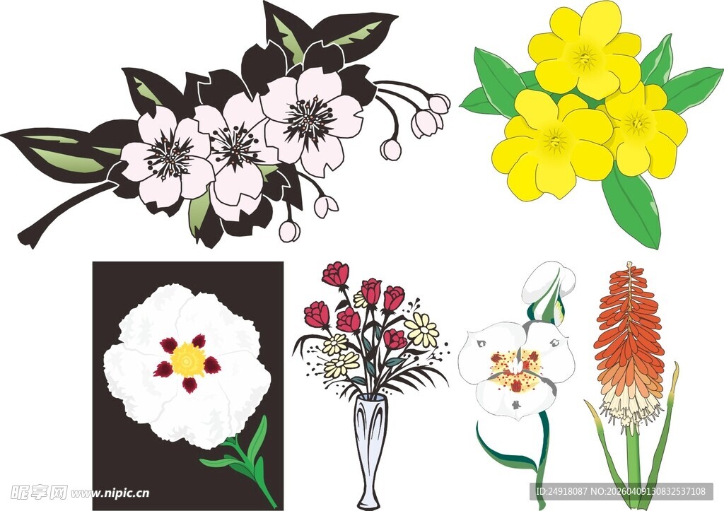 多样花卉插画素材
