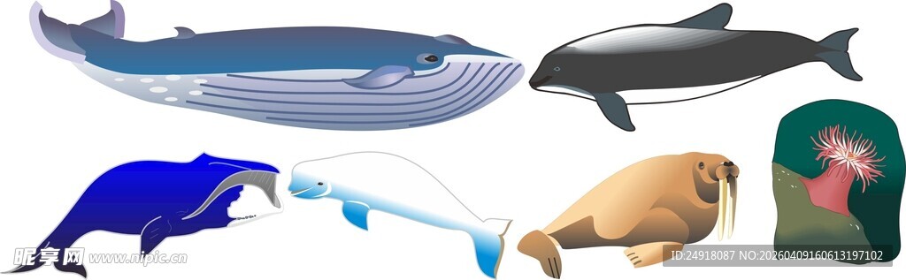 多种海洋哺乳动物合集