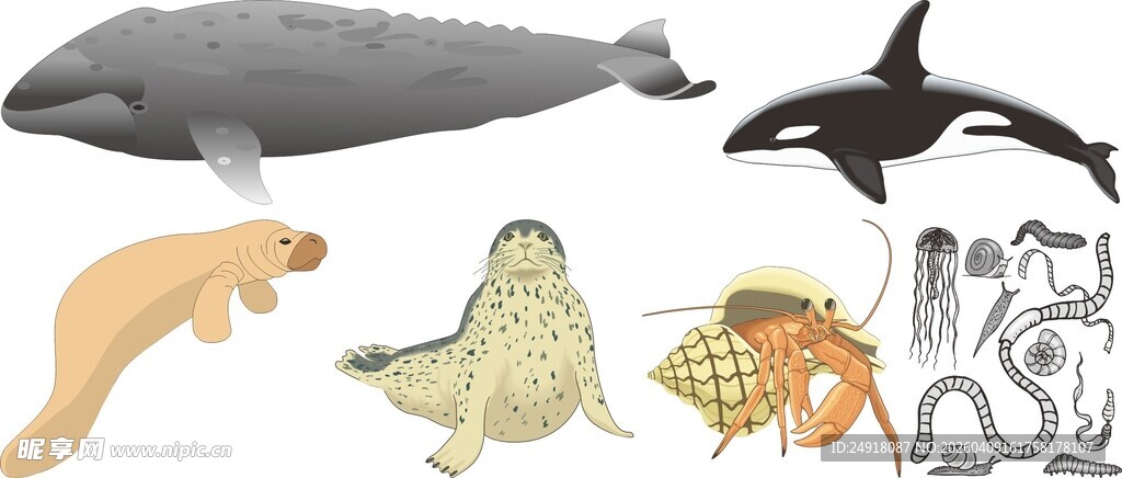 多样海洋生物集合