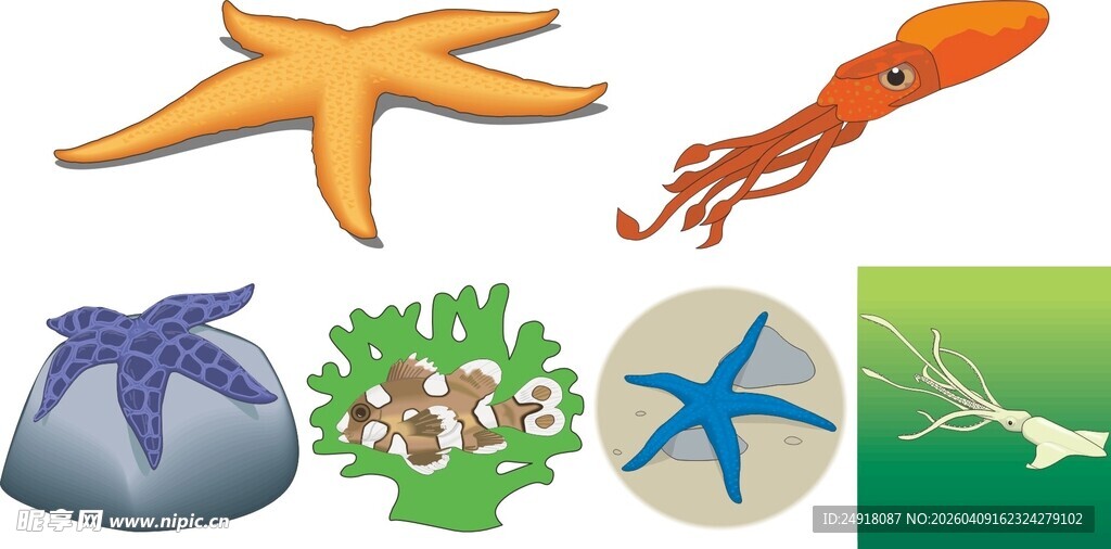 海洋生物集合