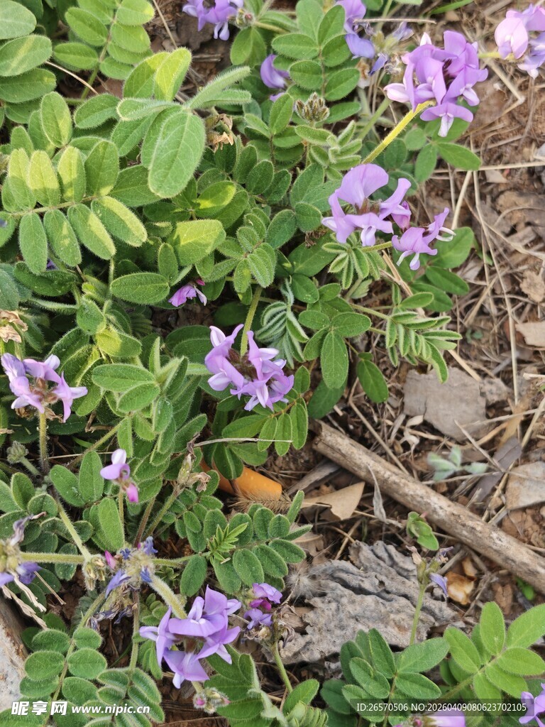 紫色小花绽放于绿植间