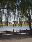湖畔垂柳景