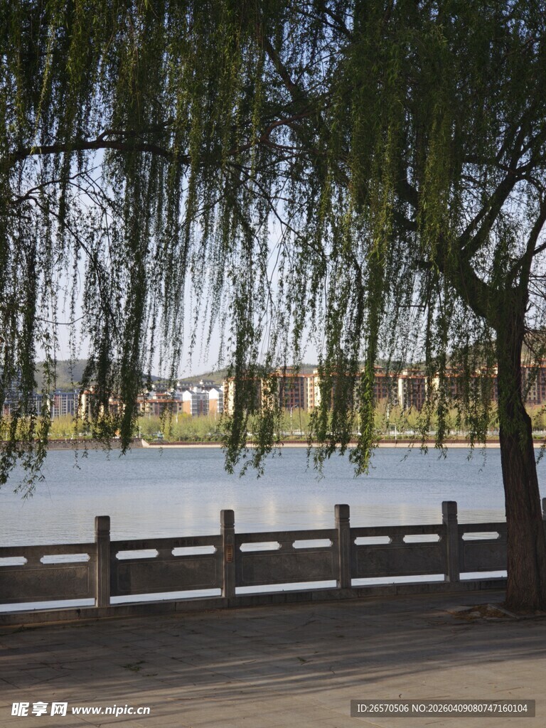 湖畔垂柳景