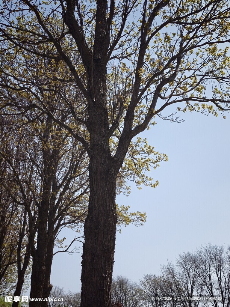春日挺拔树木景观