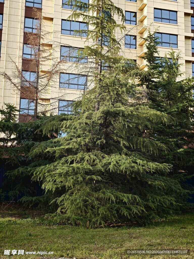 庭院中的高大翠绿松树