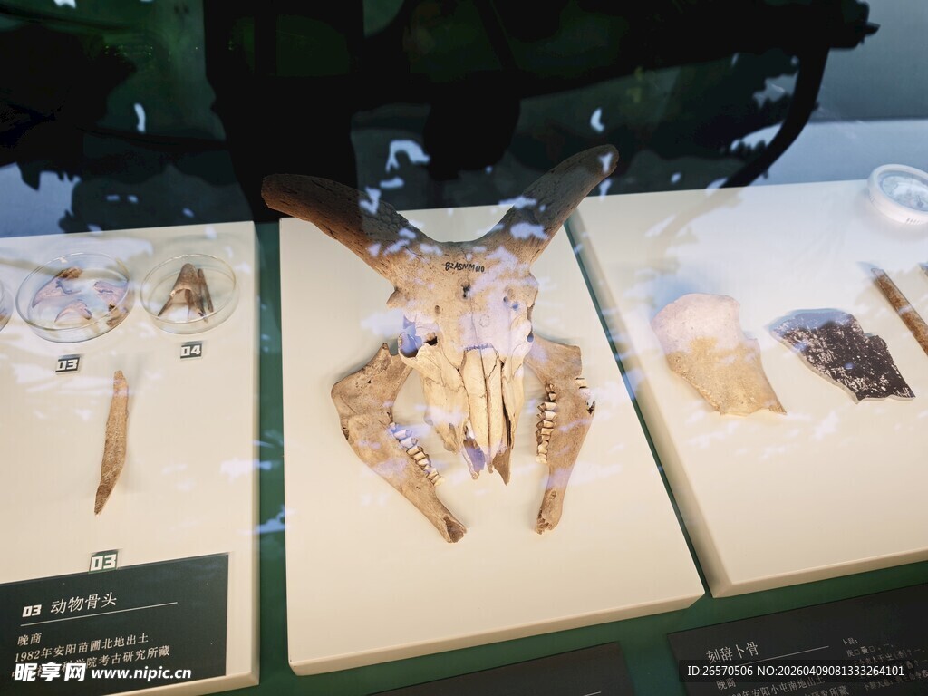 展示柜中的精美化石标本