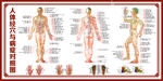 人体穴位对照图