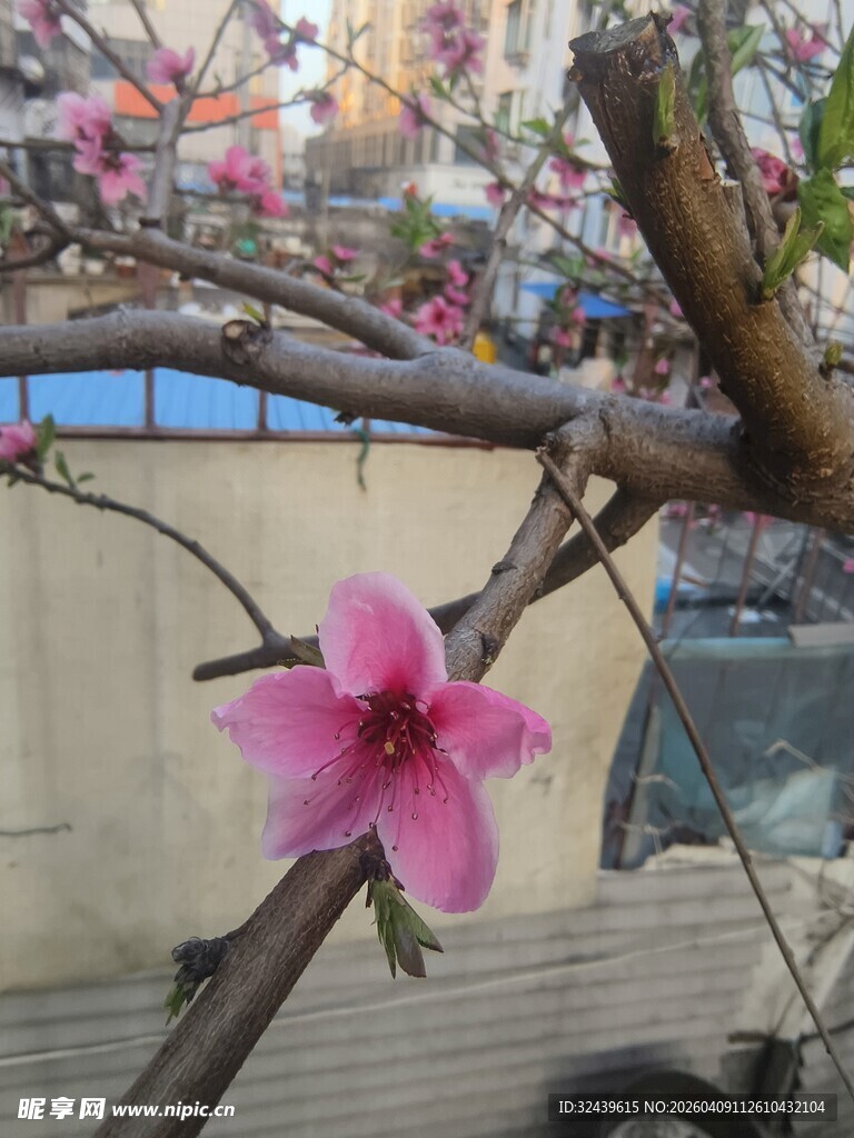 枝头绽放的娇艳粉色桃花