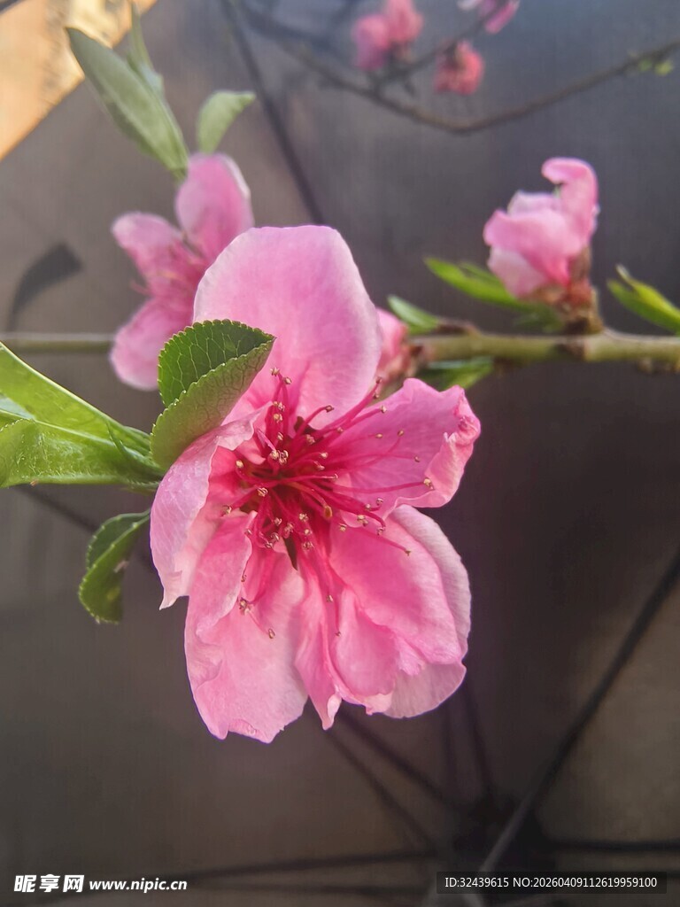 娇艳桃花绽放枝头