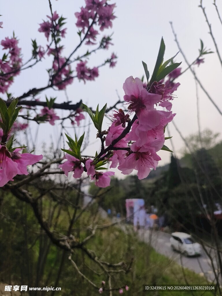 春日绽放的娇艳桃花