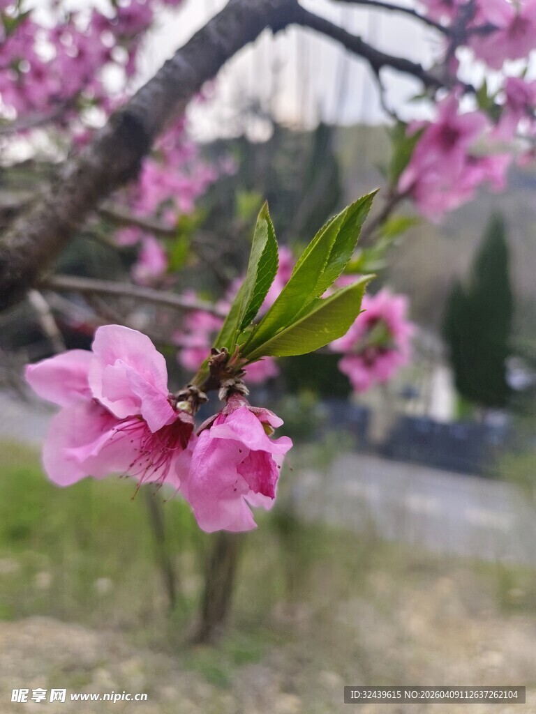 枝头绽放的娇艳粉色桃花