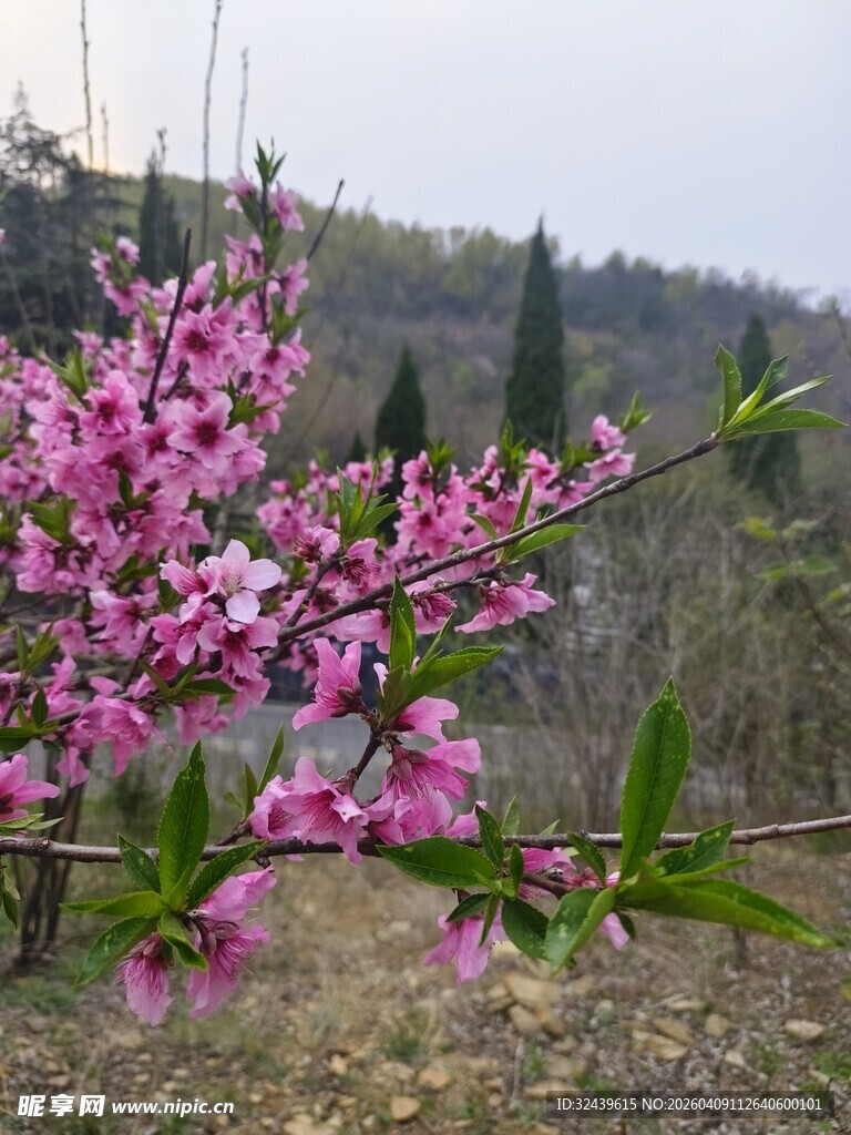 枝头绽放的娇艳粉色桃花