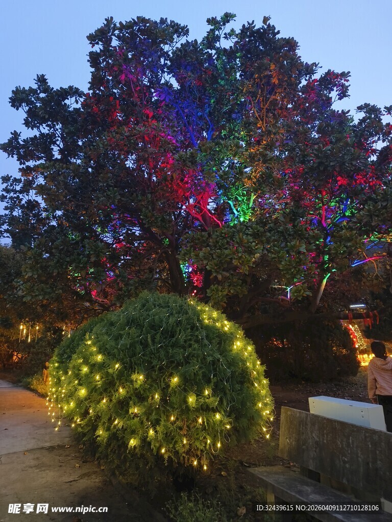 节日彩灯装饰的美丽树木