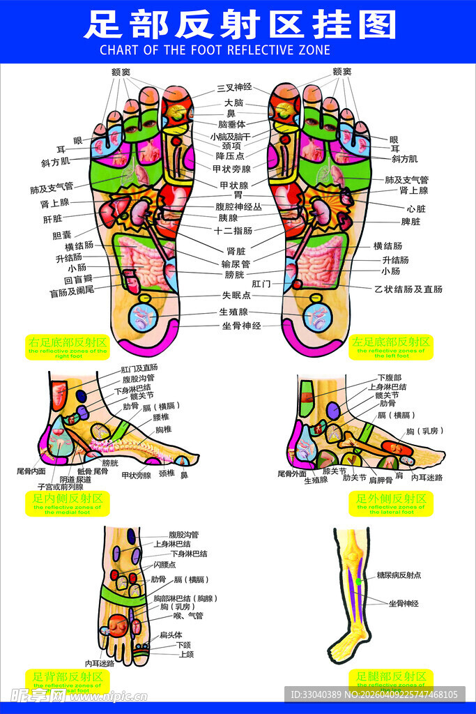 足部反射区详细示意图