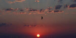 夕阳西下飞鸟伴日景
