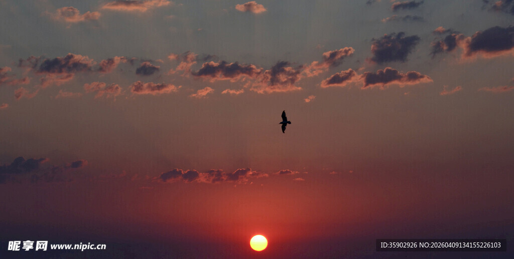 夕阳西下飞鸟伴日景