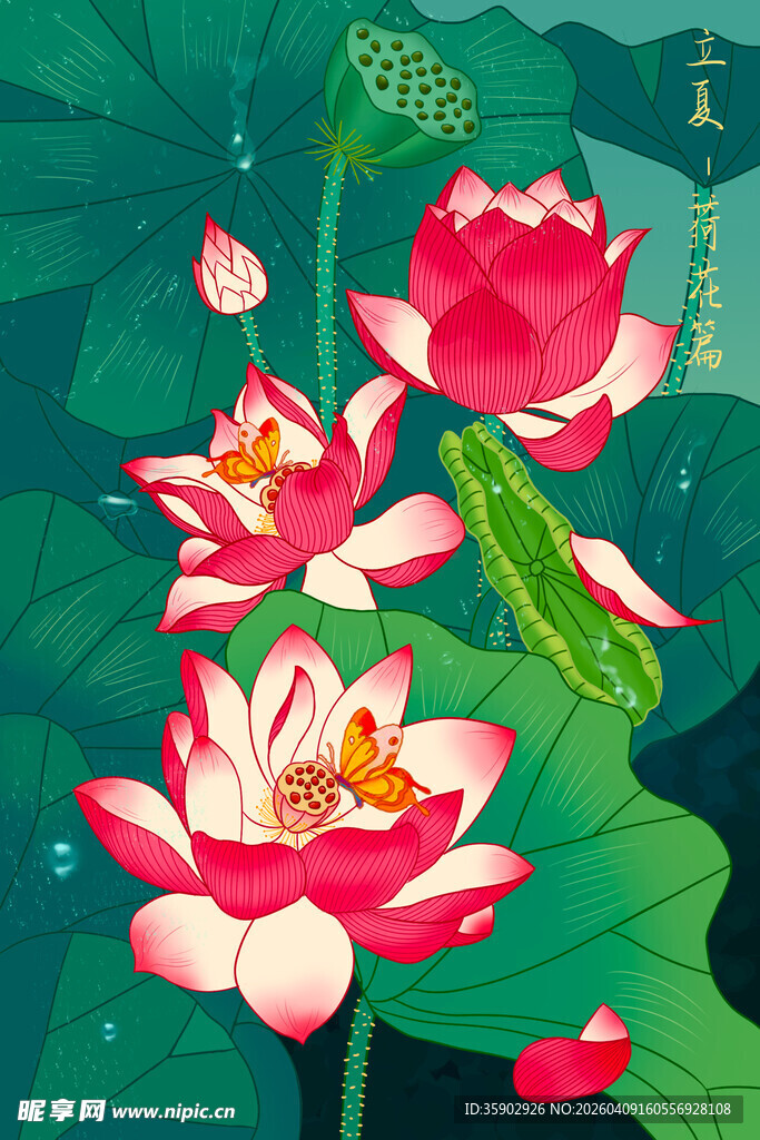 夏日盛开的娇艳荷花