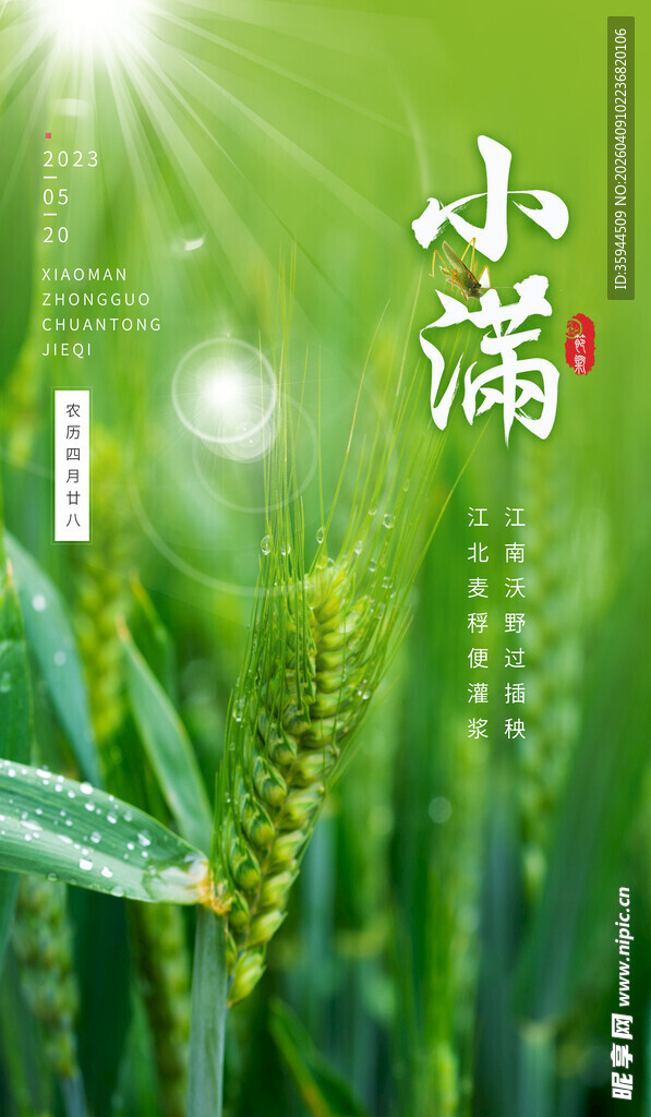 小满时节的翠绿麦穗