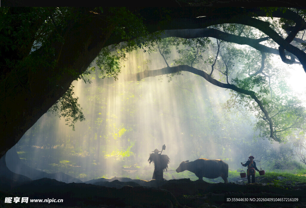 林间光影下的牧牛场景