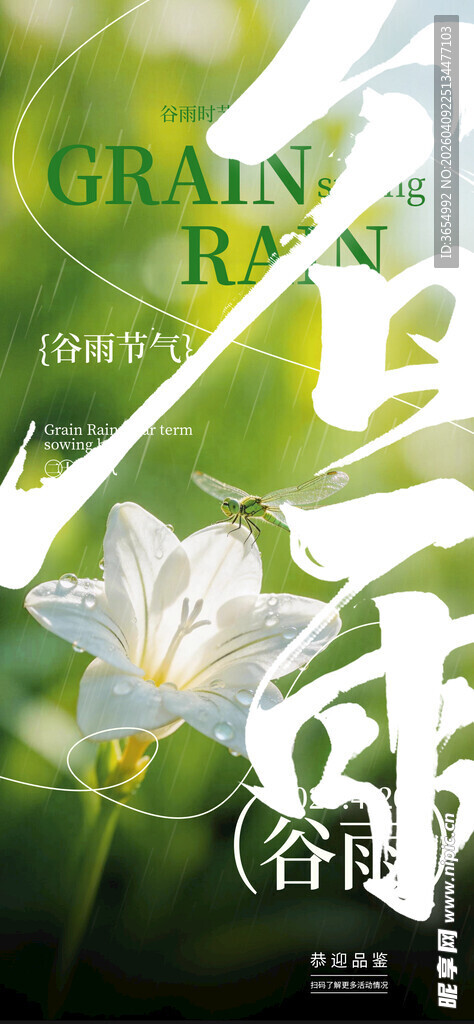 清新山谷中的美丽白百合