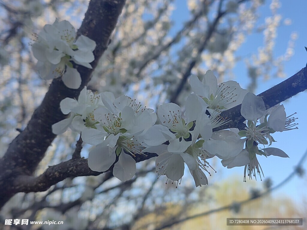 枝头绽放的洁白花朵