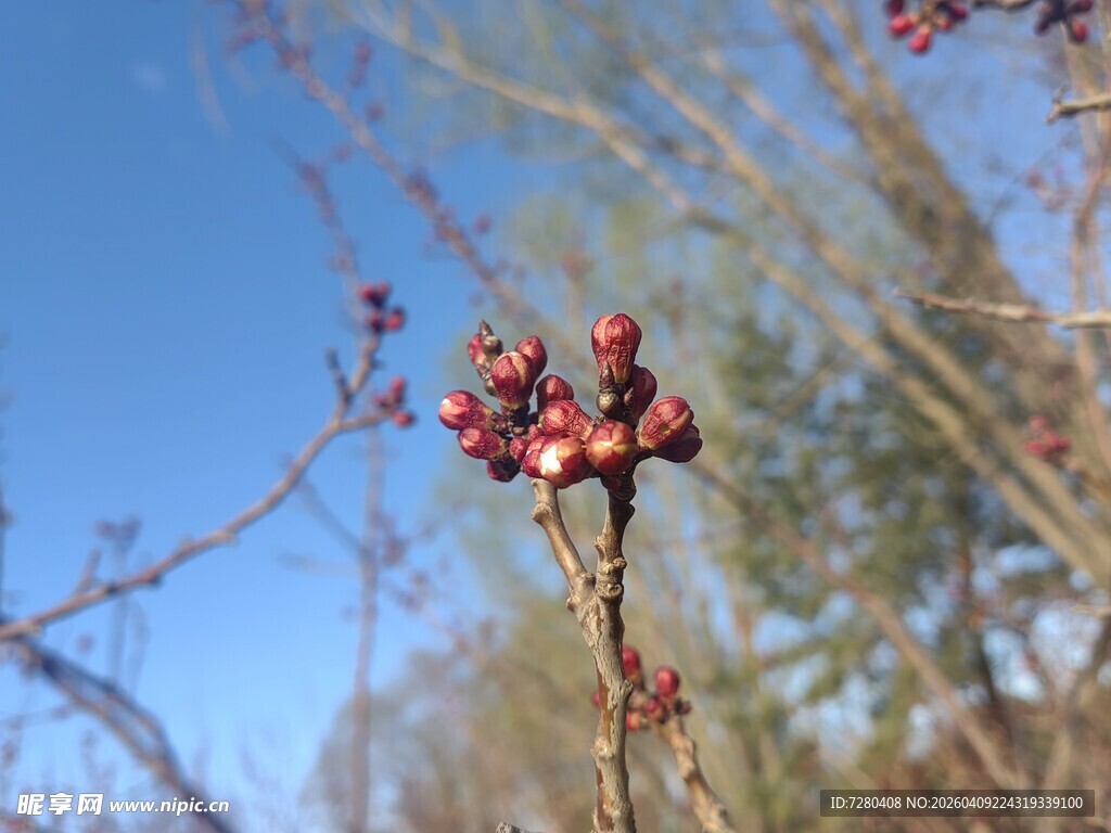 枝头红果映蓝天