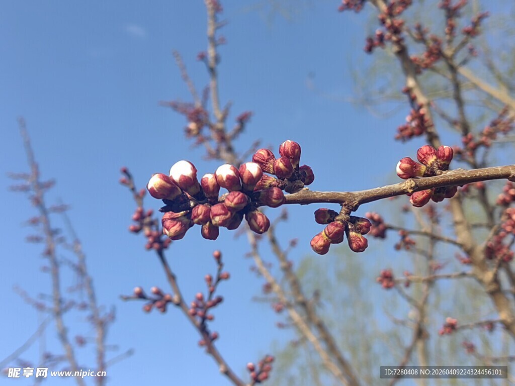 枝头红果映蓝天
