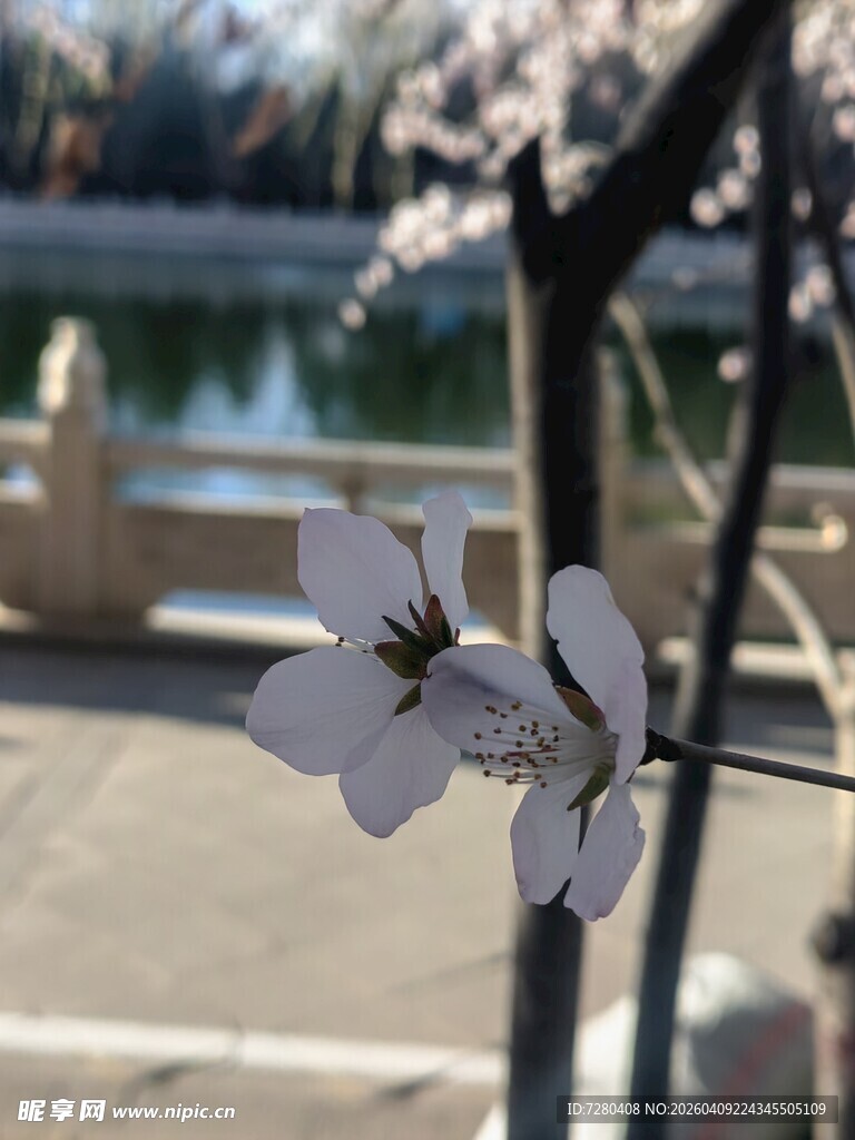 湖畔绽放的美丽白色花朵