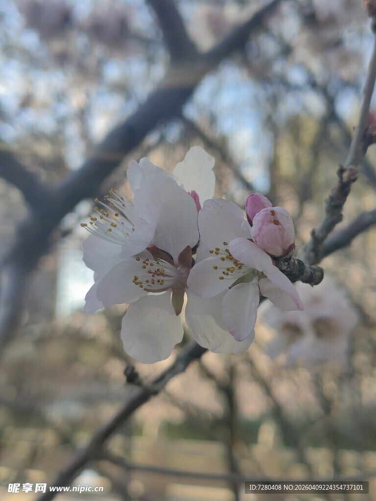 枝头绽放的粉嫩桃花