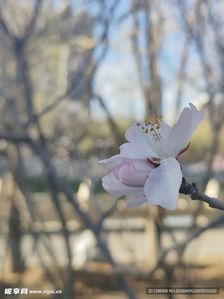 枝头绽放的粉嫩桃花