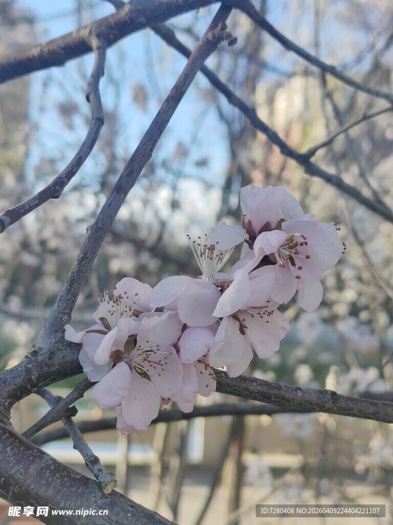 枝头绽放的粉嫩桃花