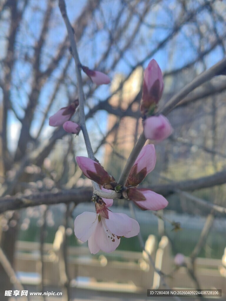 枝头绽放的粉嫩桃花