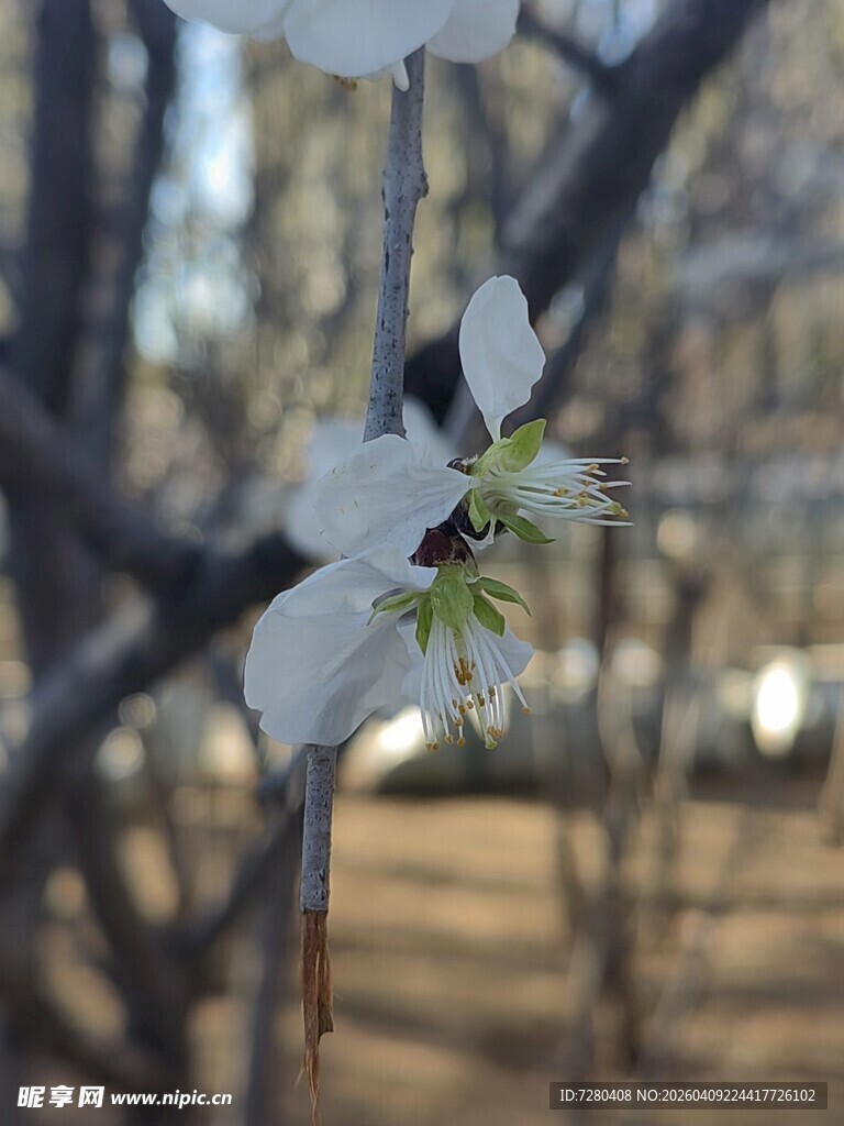 枝头绽放的洁白花朵