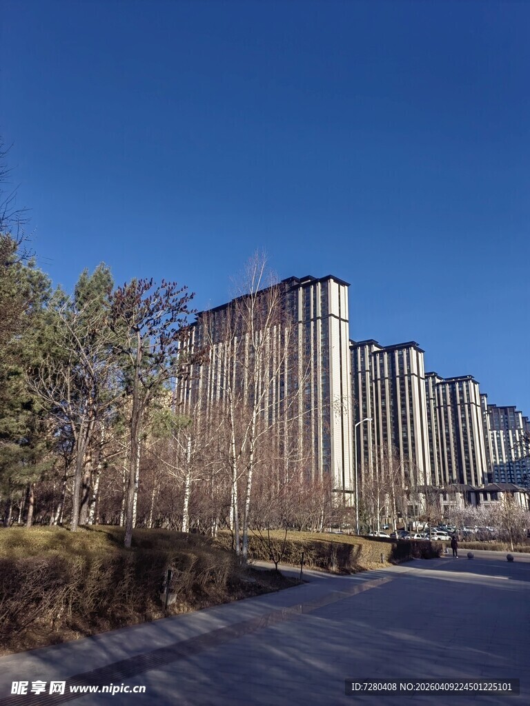 城市高楼与路旁树木景观