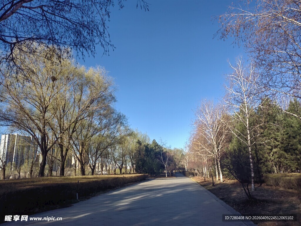 冬日林间静谧小路