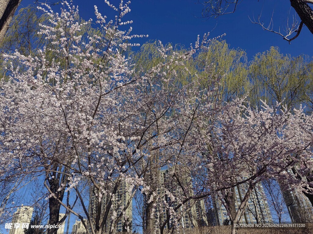 春日繁花盛开的树木景观