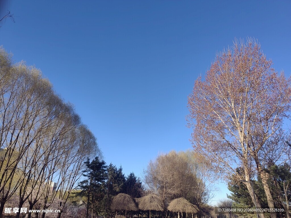 冬日树林蓝天美景