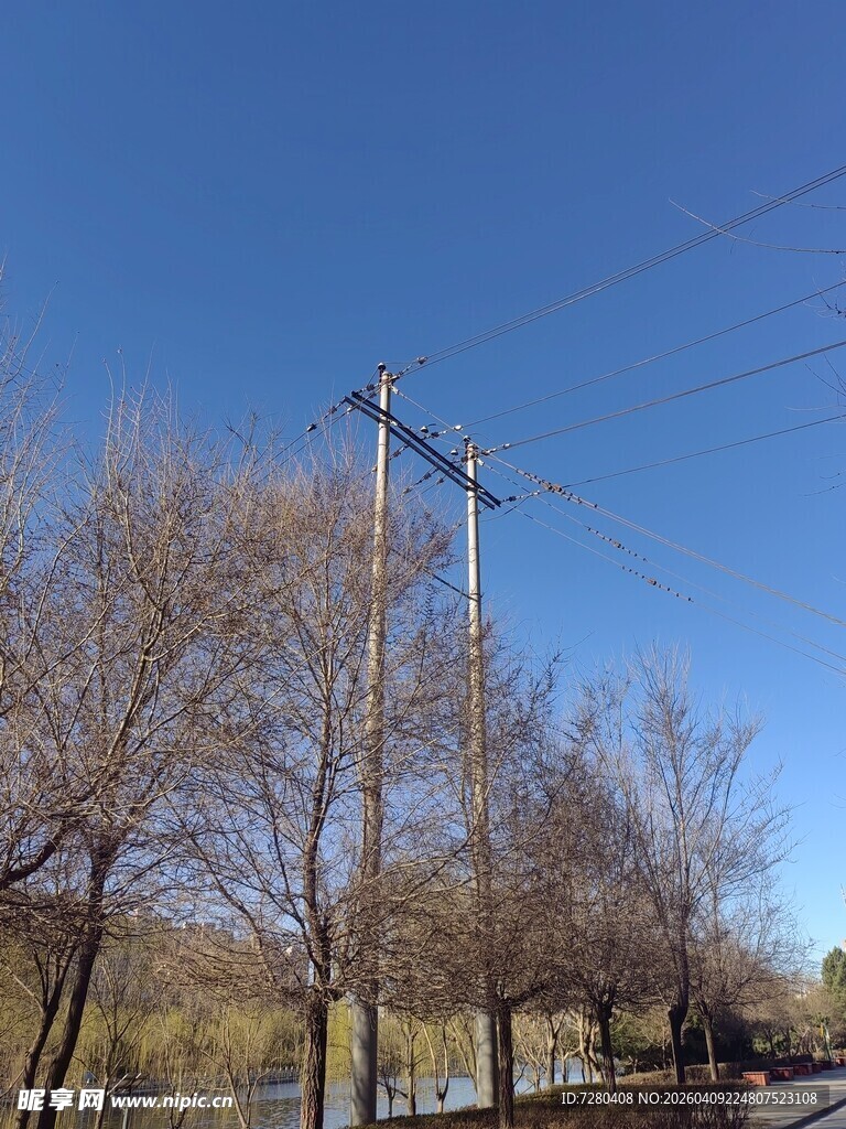 冬日路旁电线杆与光秃树木