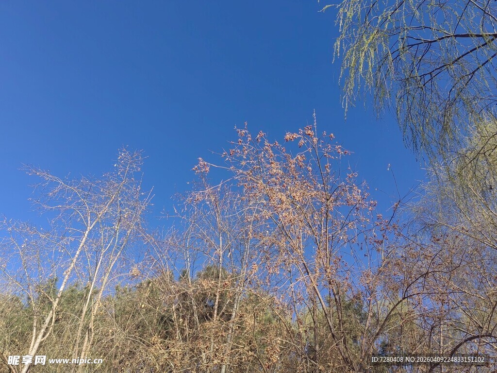 蓝天映衬下的萧瑟树木