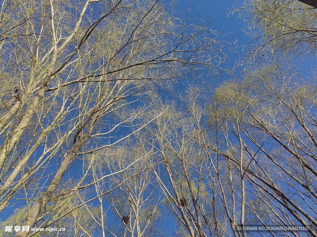 仰观蓝天映衬下的树木