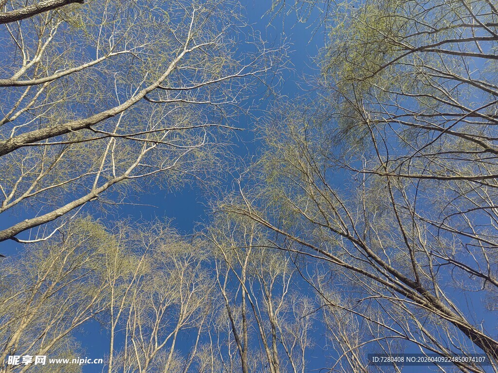 仰观蓝天与萌芽树木