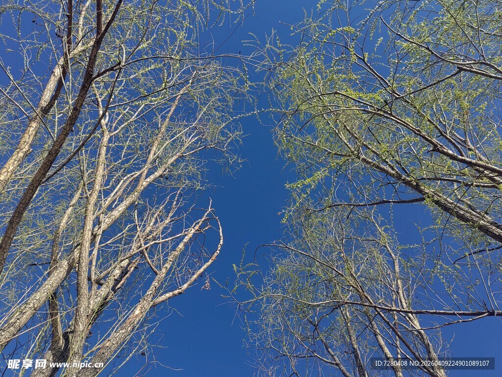 仰观蓝天树枝新绿初绽