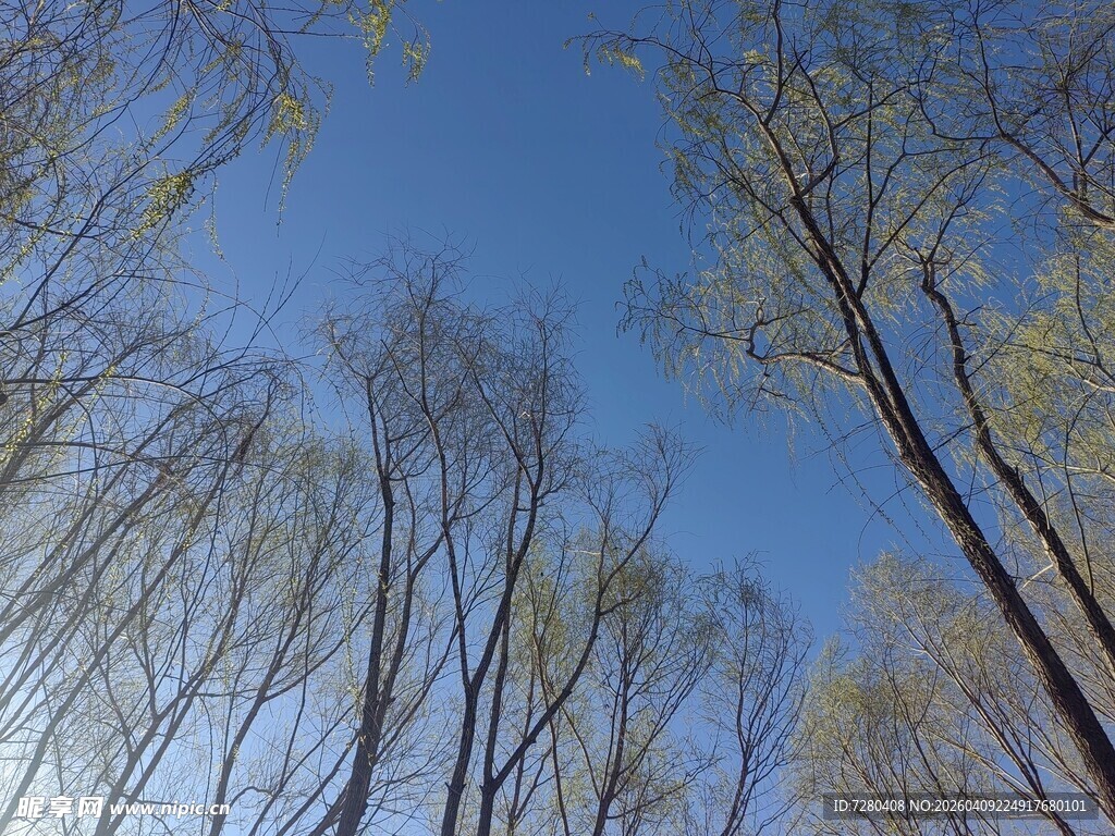 仰观蓝天与林立树木