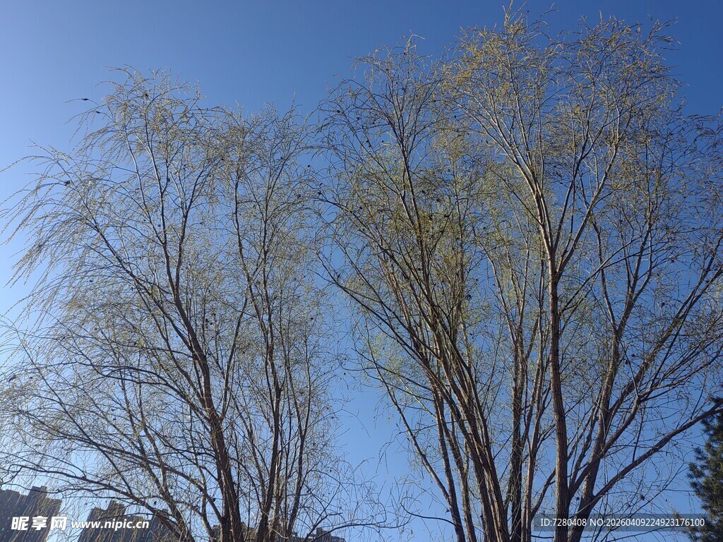 蓝天映衬下的光秃树木