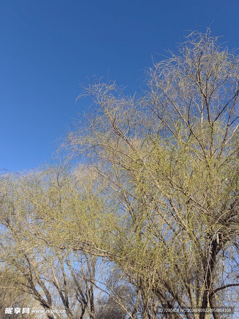 蓝天映衬下的嫩绿树木