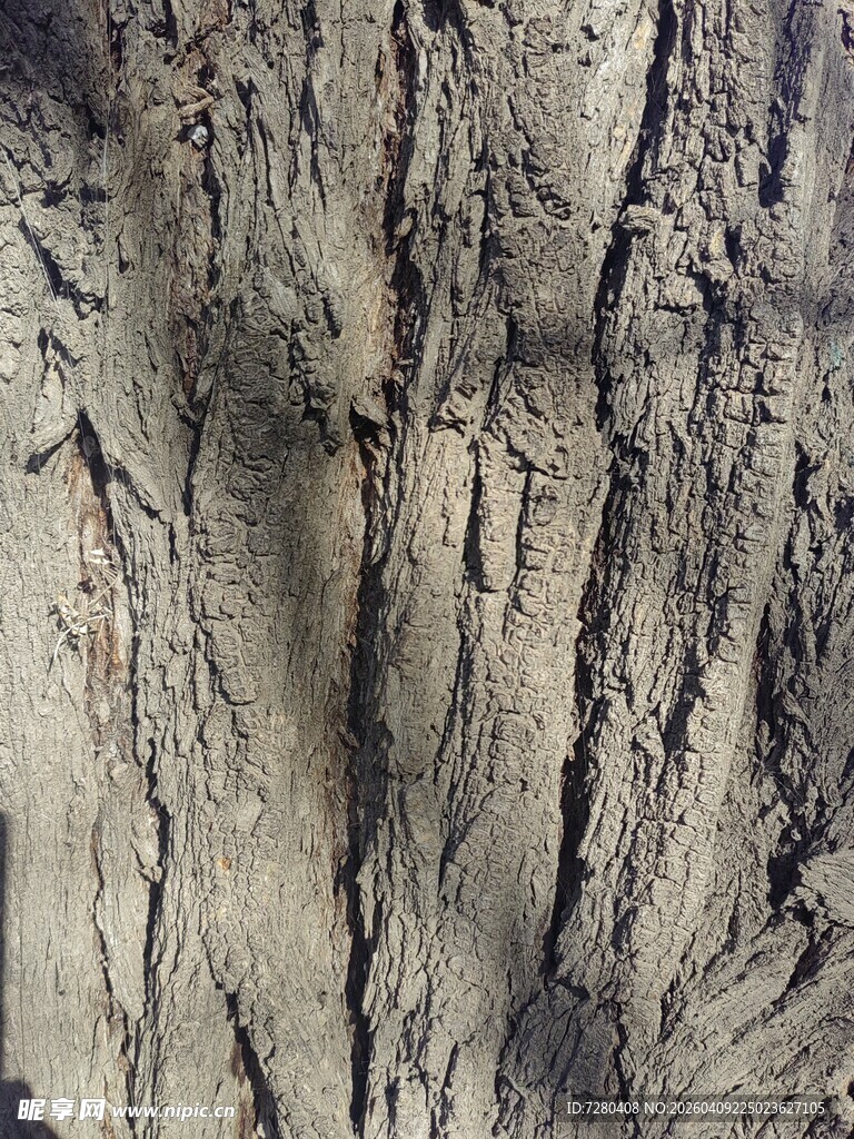 粗糙斑驳的树皮纹理