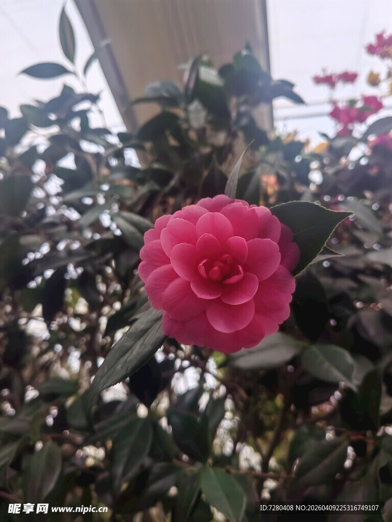 娇艳粉色山茶花绽放