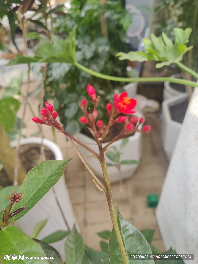 娇艳红色花卉特写
