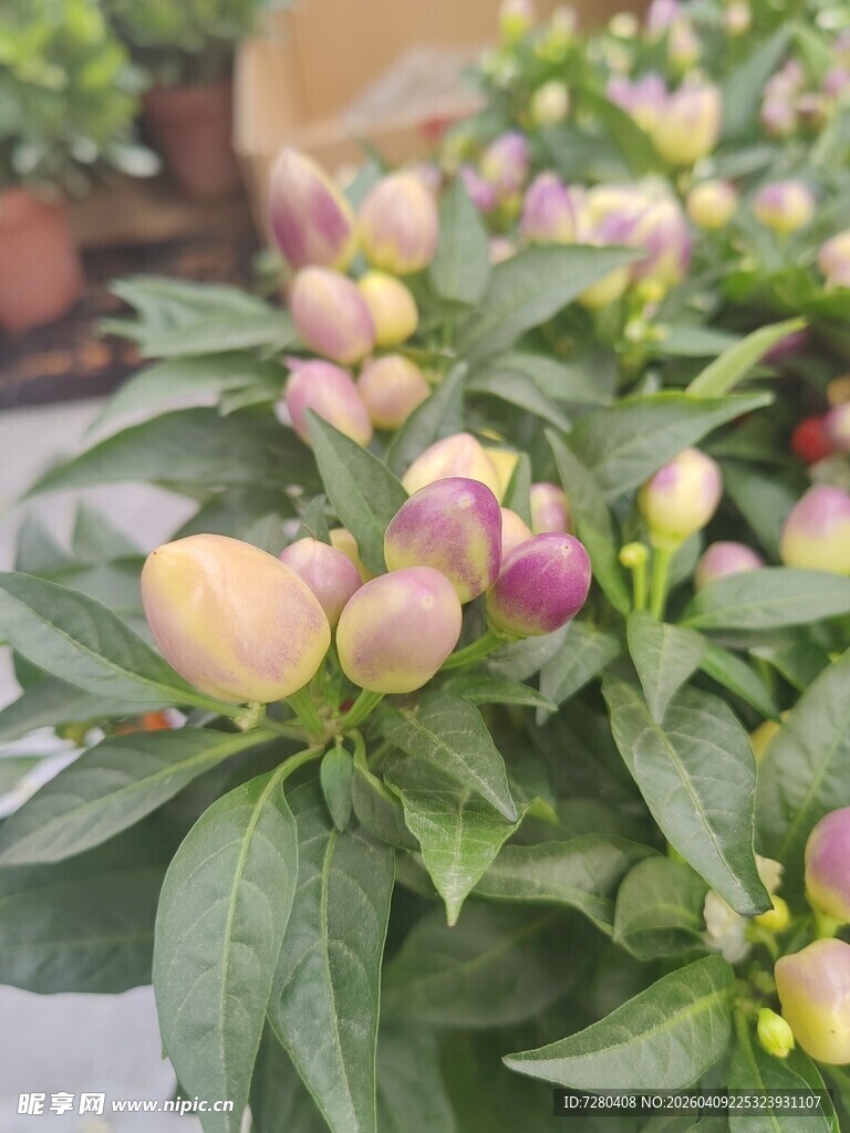 多彩花苞绿植特写